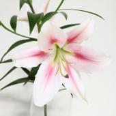 YURI iRO ピンク ユリ8本ピンク | 花のギフト通販なら花百花 ‐hanahyakka‐