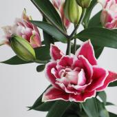 ユリ♡ オリエンタル × 八重咲きユリ MIX6本|ユリギフト|百合の滝沢 | 百合の