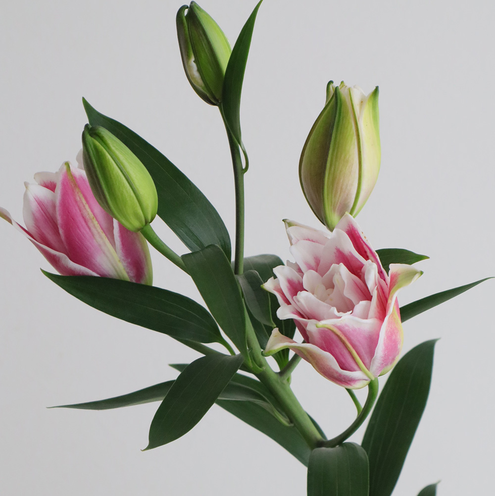 生花】今井さんのオリエンタルユリ サマンサ(八重ピンク/白)60cm 3-4輪