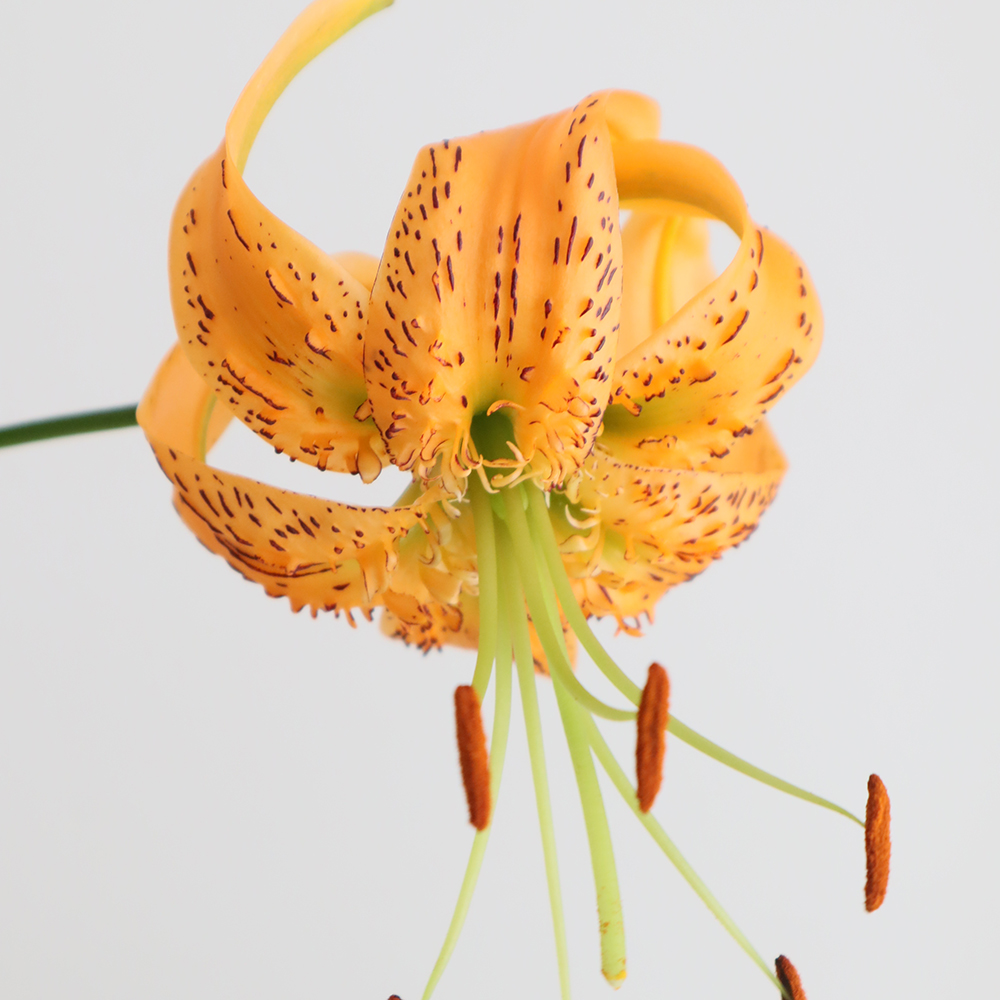 生花】マルタゴンリリー ヘンリー(オレンジ)60cm1輪〜レア品!今井ゆり
