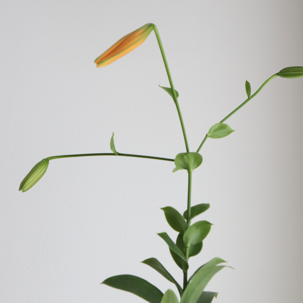 りーゆりも様一枚 large_97f1f06b-05ae-4949-bd15-