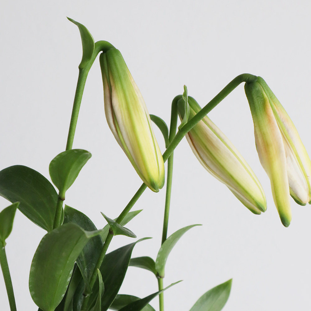 生花】マルタゴンリリー レディアリス(白黄)60cm1輪〜レア品!今井ゆり