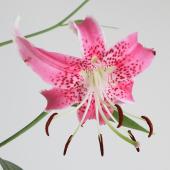 生花】鹿の子ゆり(ピンク) 60cm程度 2輪つき 今井ゆり園【OT