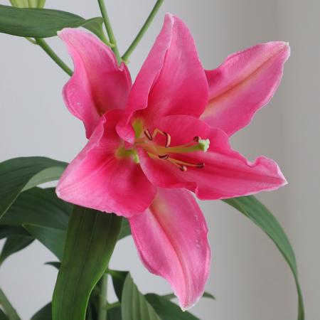 【生花】オリエンタルユリ　リバーベイ(濃いピンク・無花粉系)　【OT】