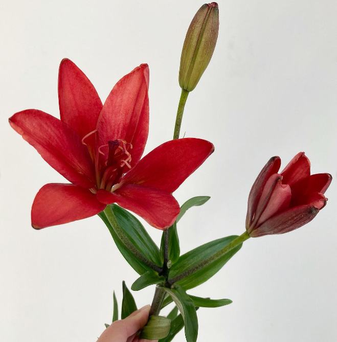 生花】スカシユリ ジャストキディング(赤・無花粉) 【OT】※商品説明お