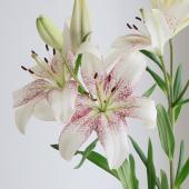 生花】LAユリ スイートザニカ(白×紫模様)70cm程度【OT】今井ゆり園