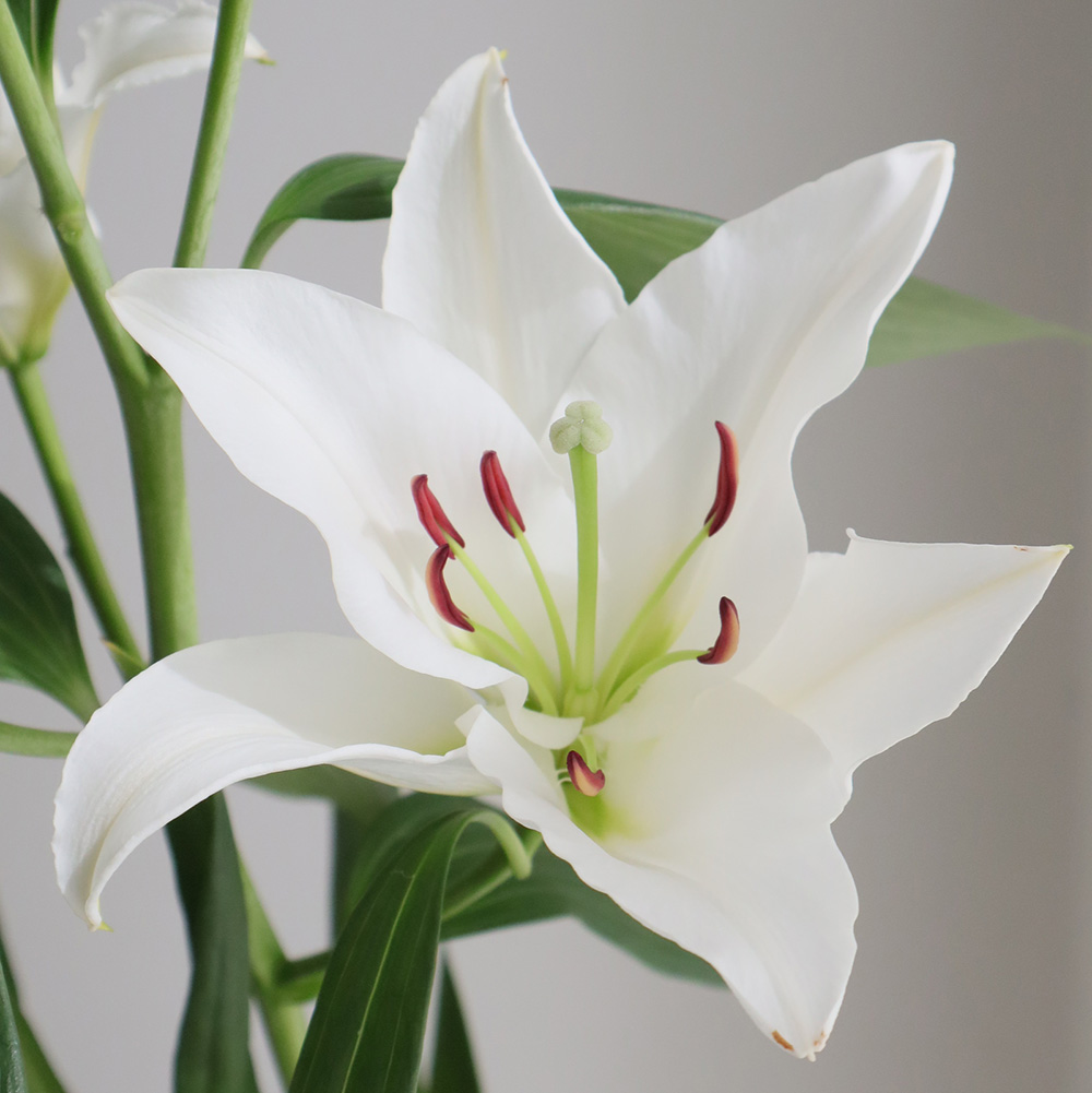 生花】オリエンタルユリ (白・無花粉系)スカイマスターorリバージョイ