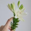 【生花】今井さんのスカシユリ　プラプロ(白)25cm-  2-3輪【OT】