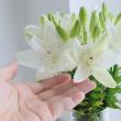 【生花】今井さんのスカシユリ　プラプロ(白)25cm-  2-3輪【OT】