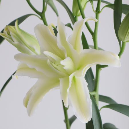 【生花】オリエンタルユリ　ペトロネッラ(八重白)70cm 　3-4輪つき　FFヒライデ【OT】