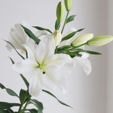 【生花】オリエンタルユリ　白(プレミアムブロンドなど)　4-5輪つき【OR-13】(年末価格)