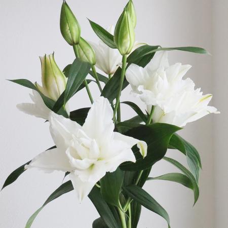 【生花】オリエンタルユリ　ホワイトトルネード(八重白)70-80cm 　5-6輪つき　FFヒライデ【OT】