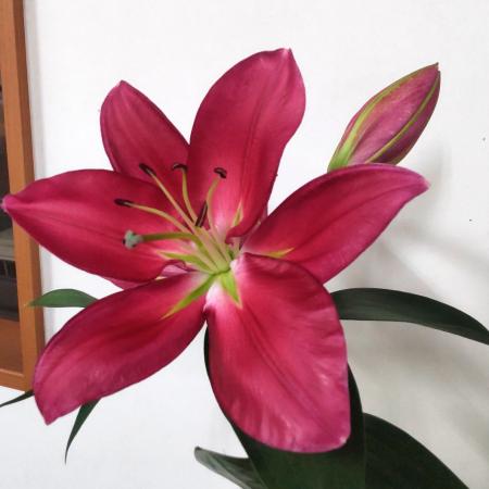 【生花】オリエンタルユリ　リバーラブ(無花粉・赤〜濃いピンク系)70cm　3-4輪つき　FFヒライデ【OT】
