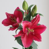 ※販売終了※【生花】オリエンタルユリ　リバーラブ（無花粉・赤～濃いピンク系）70cm　3-4輪つき　FFヒライデ【OT】