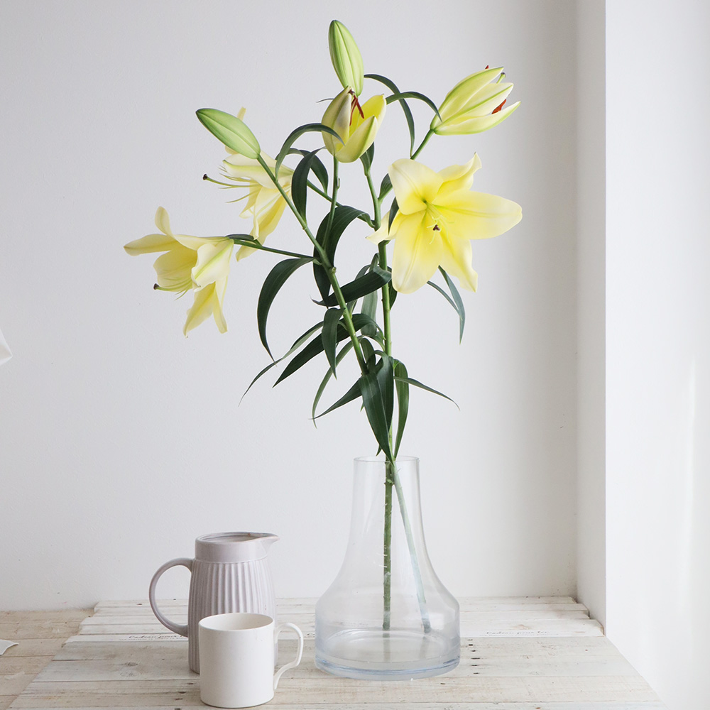 生花】オリエンタルユリ バイネロン(黄色)90cm 4-5輪つき FF