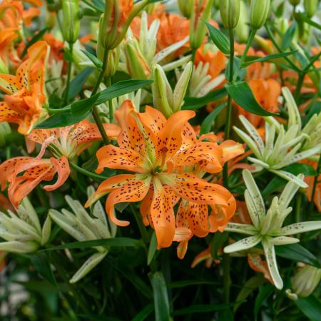【生花】スカシユリ　マストシー(オレンジ、スポットあり小輪)30cm程度　今井ユリ園【OT】