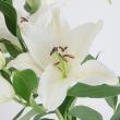 【生花】オリエンタルユリ(白)　80CM　4-5輪つき　シグナムなど　FFヒライデ【OT】