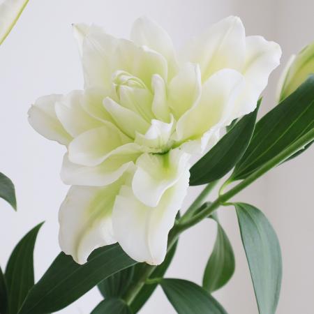 【生花】オリエンタルユリ 　スノーピーク　3輪80cm-　(八重白)FFヒライデ【OT】