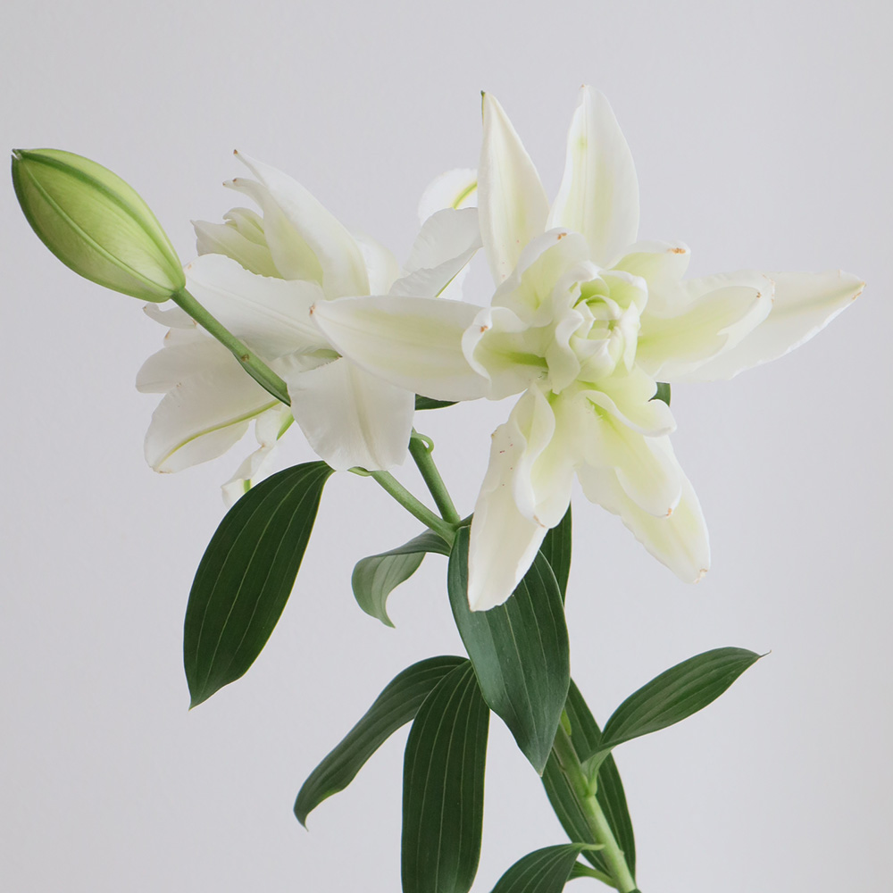 直前】【生花】オリエンタルユリ スノーピーク 3輪80cm- (八重白)FF
