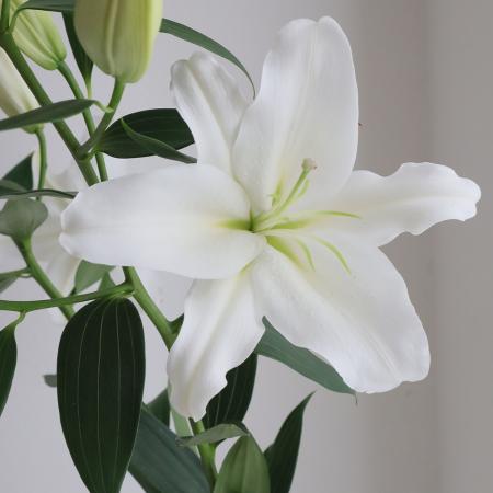 【生花】オリエンタルユリ　モンテニュー(白)5-6輪90cm　FFヒライデ【OT】