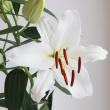 【生花】オリエンタルユリ　モンテニュー(白)5-6輪90cm　FFヒライデ【OT】