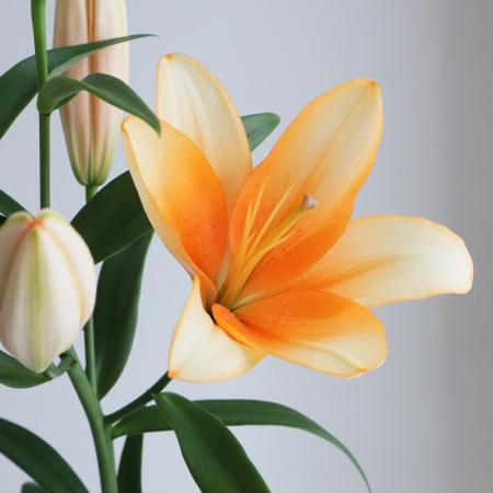 【08直前SE】オリエンタルユリ　オレンジエンペラー(橙)