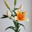 【08直前SE】オリエンタルユリ　オレンジエンペラー(橙)