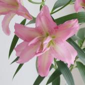 ユリヤ 生花】オリエンタルユリ ジセラ(八重ピンク) 90cm 4-5輪 FFヒライデ