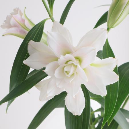 【生花】オリエンタルユリ　コンコルド(八重)※白〜ほんのりピンク　80cm　4-5輪　FFヒライデ【OT】