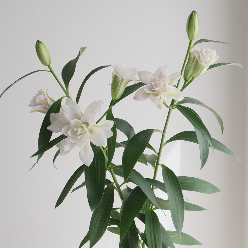 生花】オリエンタルユリ コンコルド(八重)※白〜ほんのりピンク 80cm 4