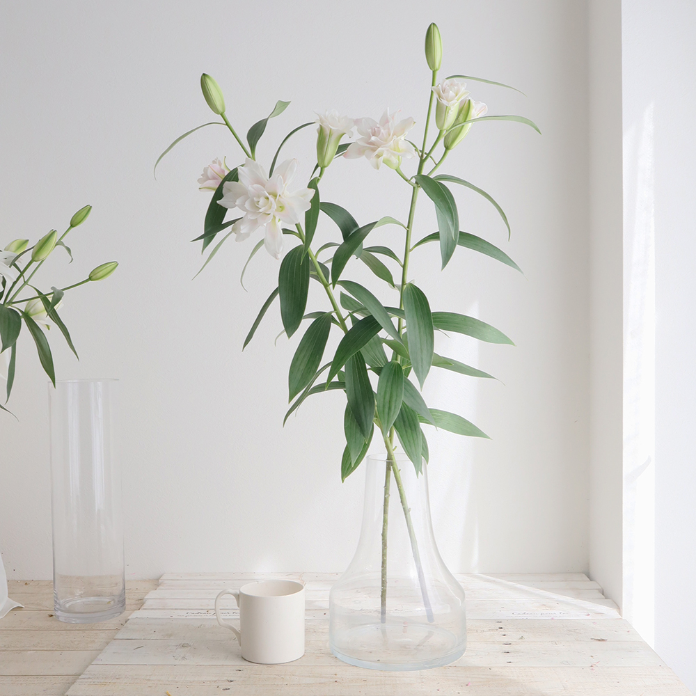 生花】オリエンタルユリ コンコルド(八重)※白〜ほんのりピンク 80cm 4