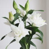 【生花】オリエンタルユリ 　シャルドネ（八重白）　4-5輪　80ｃｍ-　（八重白）FFヒライデ【OT】