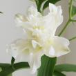 【生花】オリエンタルユリ 　アイシャまたはシャルドネ(八重白)　3-5輪　90cm-　(八重白)FFヒライデ【OT】