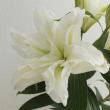 【生花】オリエンタルユリ 　シャルドネ(八重白)　5-6輪　90cm-　(八重白)FFヒライデ【OT】