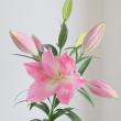 【生花】オリエンタルユリ　クロッサー(ピンク)5-7輪　80CMFFヒライデ【OT】