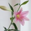 【生花】鉄砲ユリ　バレーゼ(ピンク)3-4輪　90cm 3-4F　FFヒライデ【OT】