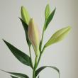 【生花】鉄砲ユリ　バレーゼ(ピンク)3-4輪　90cm 3-4F　FFヒライデ【OT】