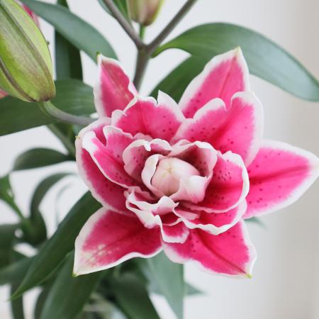 【生花】オリエンタルユリ　サマンサ(八重・濃いピンク)　80cm　4-5輪　FFヒライデ【OT】