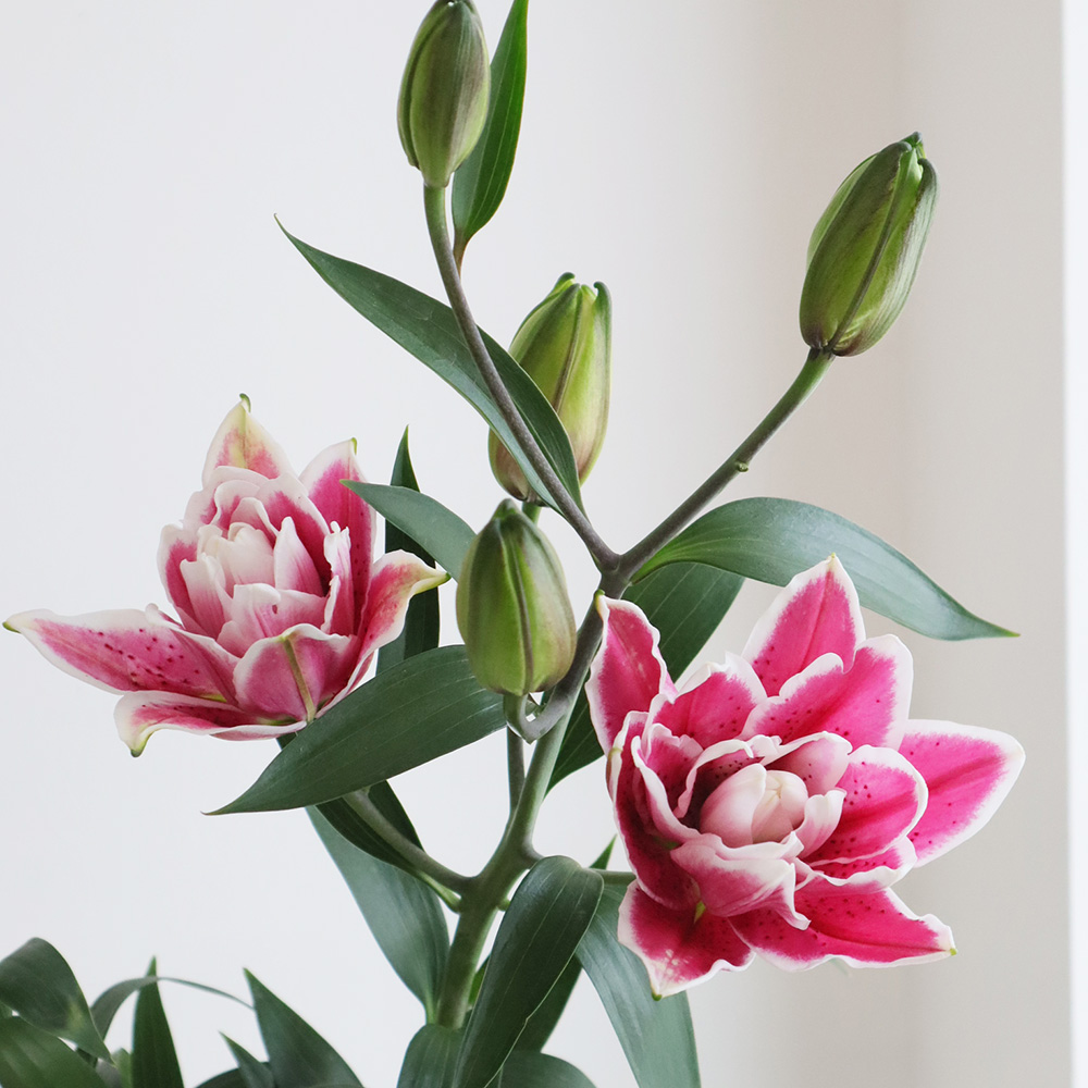 生花】オリエンタルユリ サマンサ(八重・濃いピンク)優 80cm 4-5輪 FF