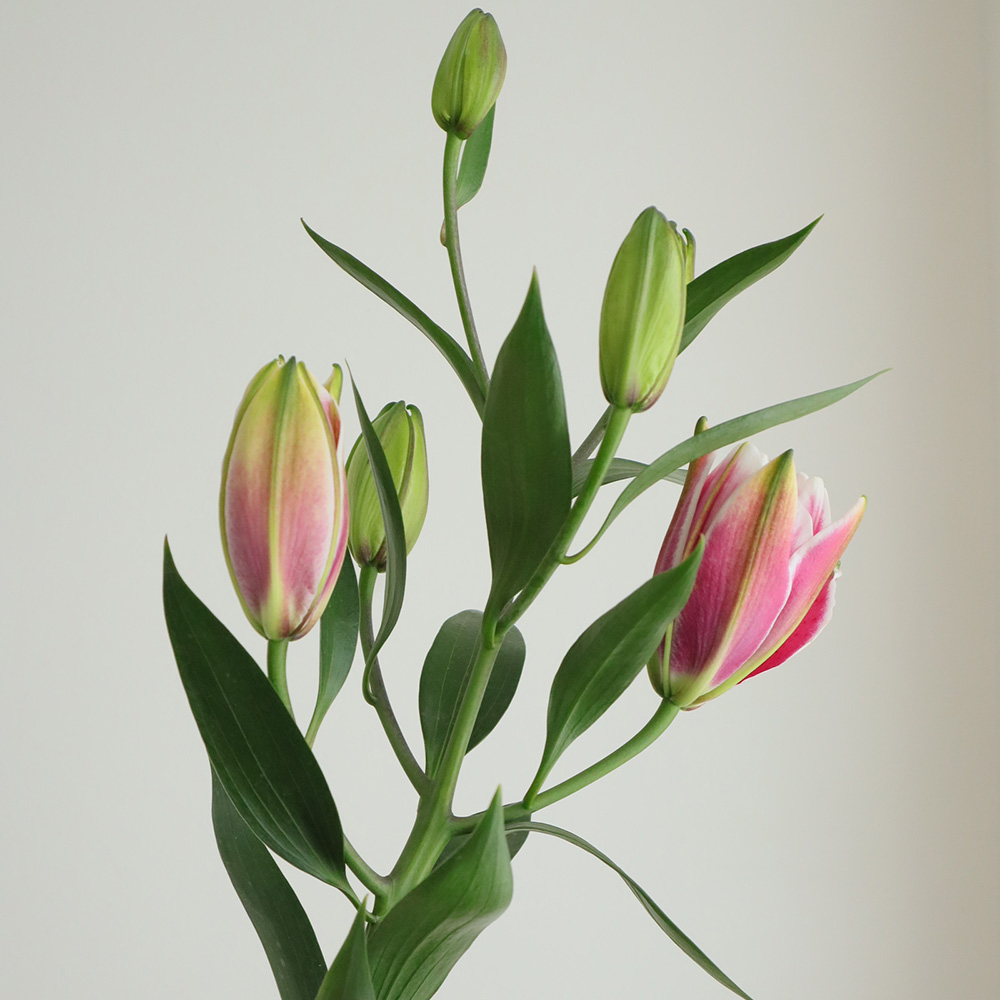 生花】オリエンタルユリ サマンサ(八重・濃いピンク) 80cm 4-5輪 FF