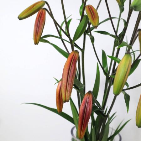 【生花】ユリ　レッドベルベット(赤・シャンデリアリリー)50cm3輪【早締切-74】今井ゆり園