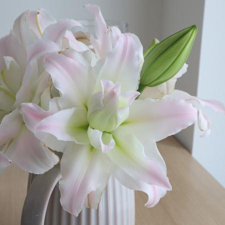 【生花】オリエンタルユリ　アミスタッド(ライトピンク八重)5-6輪　90CMFFヒライデ【OT】