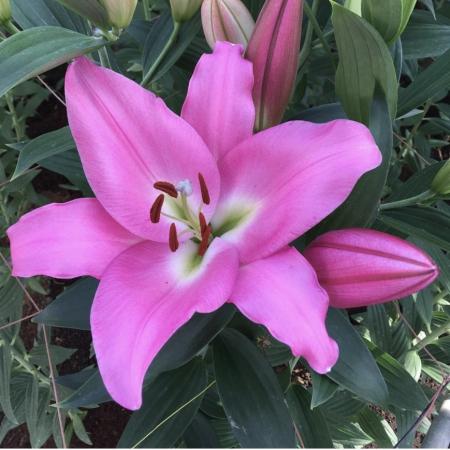 【生花】オリエンタルユリテーブルダンス(濃いピンク) 3-4輪　90CMFFヒライデ【OT】