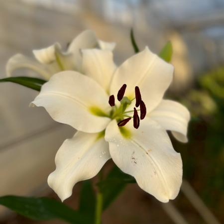 【生花】オリエンタルユリ　ティセントなど(白)　90CM　3-4輪つき　FFヒライデ【OT】