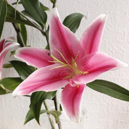 【生花】オリエンタルユリ　バリスタなど(ピンク)　90CM　4-6輪つき　FFヒライデ【OT】