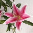 【直前】オリエンタルユリ　(品種おまかせピンク)90CM　4-6輪つき　バリスタなど　FFヒライデ【生花】