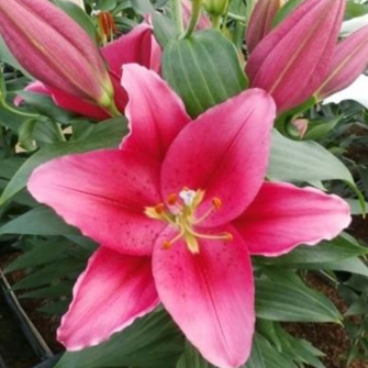 【生花】オリエンタルユリ　トバ(赤系)　90CM　4-5輪つき　FFヒライデ【OT】