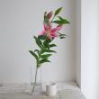 【生花】オリエンタルユリ　トバ(ピンク系)　90CM　4-5輪つき　FFヒライデ【OT】