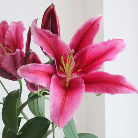 【生花】オリエンタルユリ　ジャクソンビル(赤)3輪　優90CM　　FFヒライデ【OT】