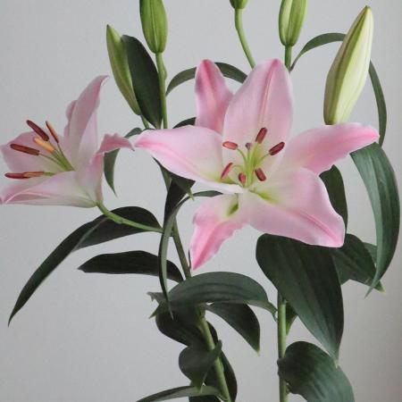 【生花】オリエンタルユリ　バリスタ(ピンク)3-4輪　90CM　　FFヒライデ【OT】